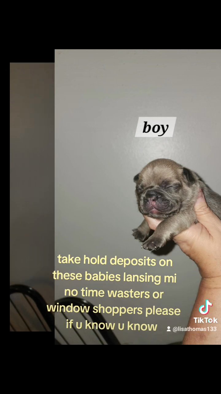 frenchie babies in Lansing, Michigan