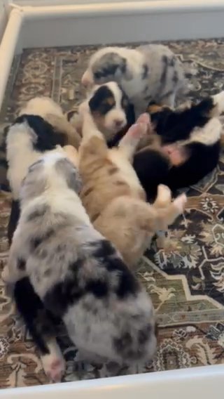 3 Week Old Australian shepherds in Rockford (Township), Illinois