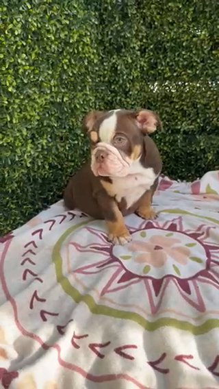 English Bulldog in Davie, Florida