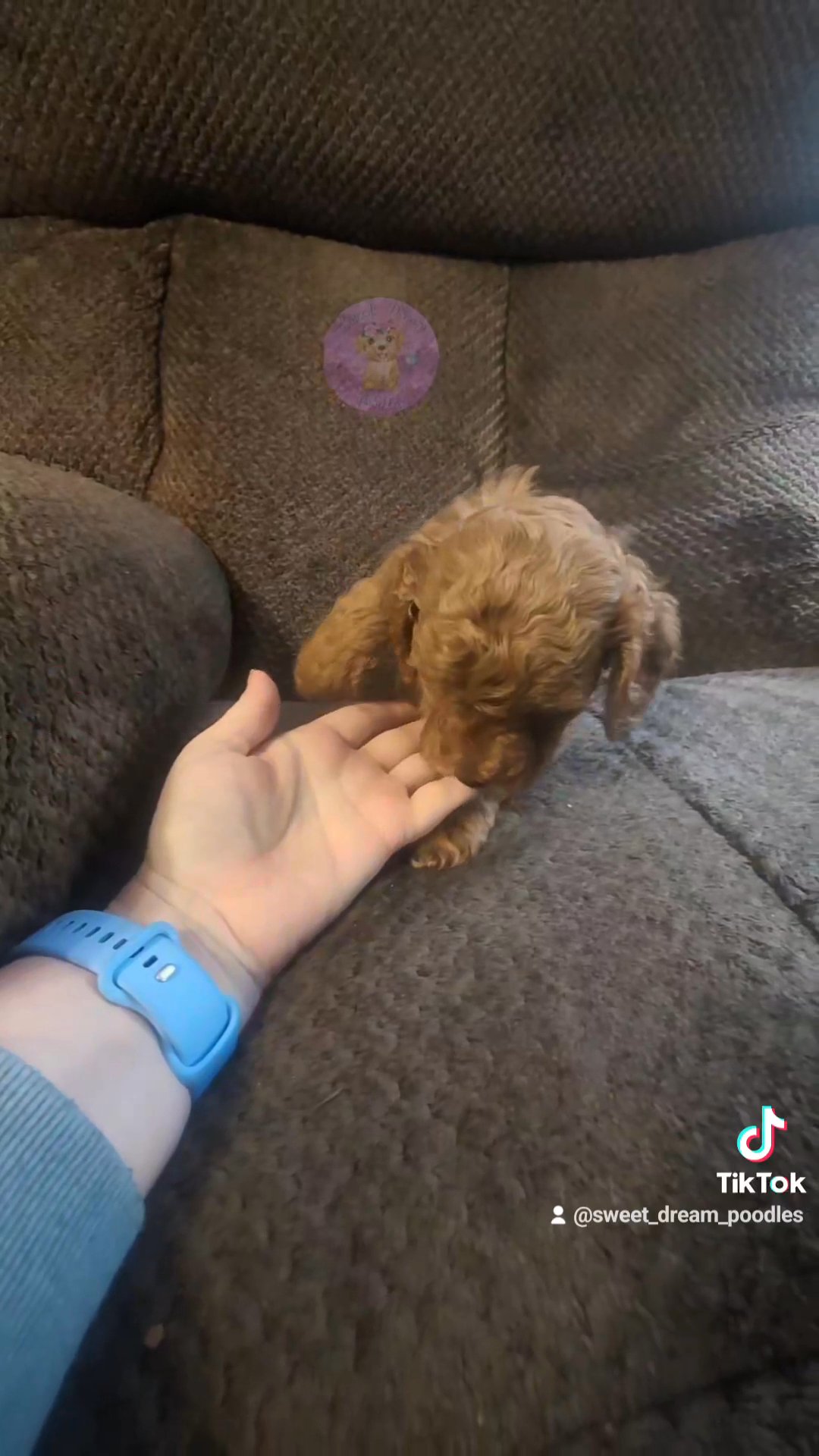 Male mini Poodle in Fuquay-Varina, North Carolina