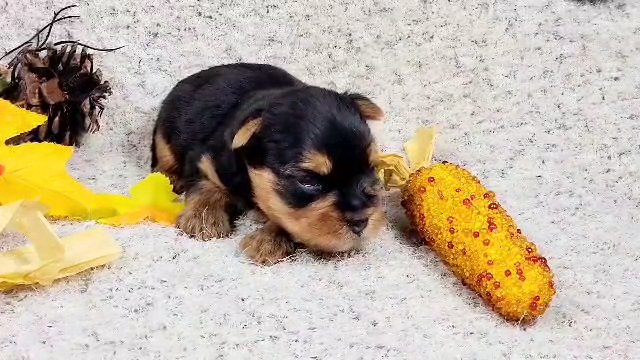 Alaska AKC in Frederick, Maryland