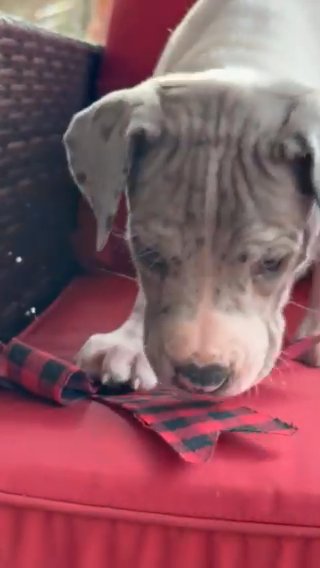 Girl AKC Dane Big Tail Spot in Greenville, South Carolina