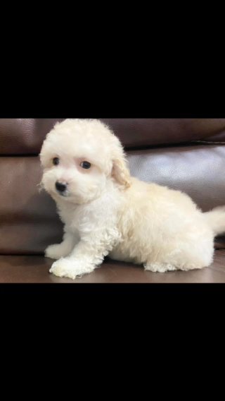 Toy Poodle Puppies in Renton, Washington