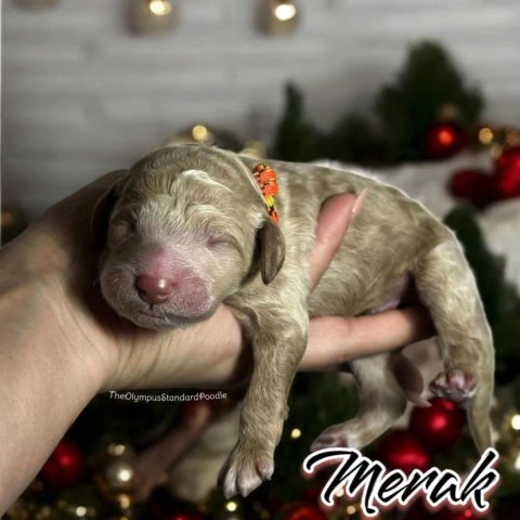 AKC Moyen Poodle in Auburndale, Florida