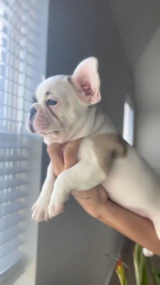 Pied French Bulldog in Fort Worth, Texas
