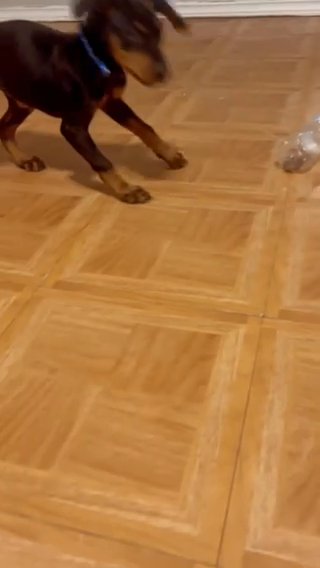 European Doberman Puppy in San Antonio, Texas