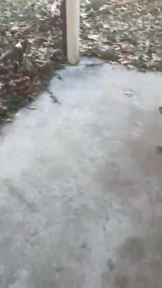 MicroBullies in St. Louis, Missouri