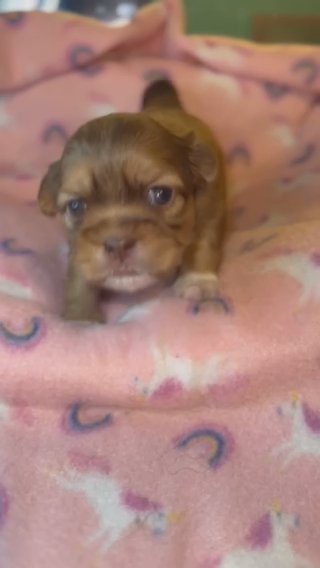 Red Liver Dobie Female Shih Tzu in Roseville, Michigan