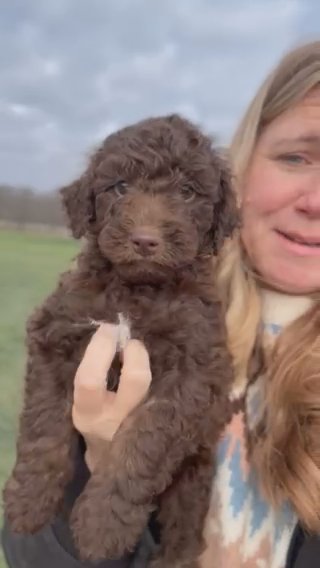 Oacar, The Chocolate mini Goldendoodle in Marion, Ohio