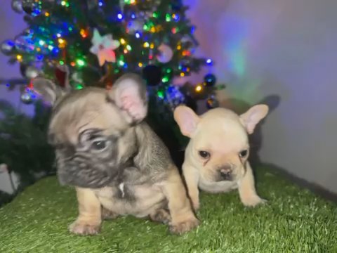 French Bulldog Pups in Atlanta, Georgia