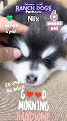 Nix - Blue F4x Male Pomsky out of Aspen & Summit born 9/26/24 ready for new homes Nov 21, 2024
