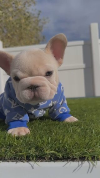 French Bulldog Platinum Big Rope