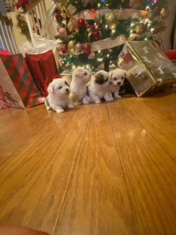 Mal-shi Puppies