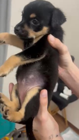 aussie german shepherd mix
