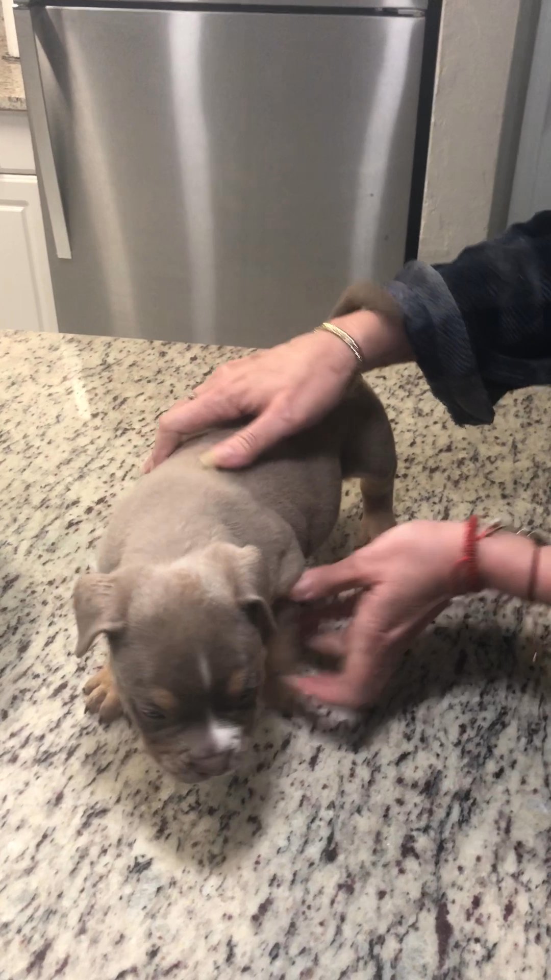 American bully puppies with blue eyes