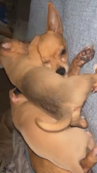Teacup Chihuahuas