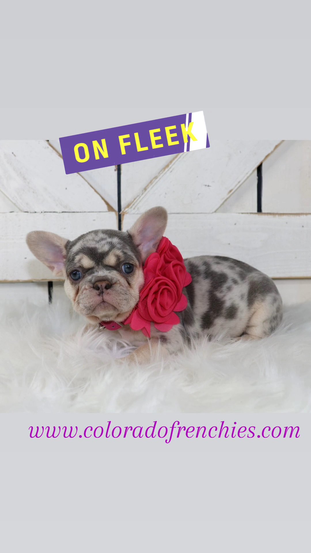FRENCHIE ON FLEEK