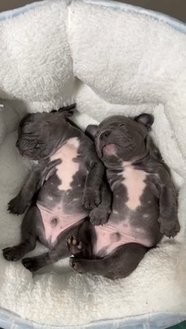 Blue French Bulldogs