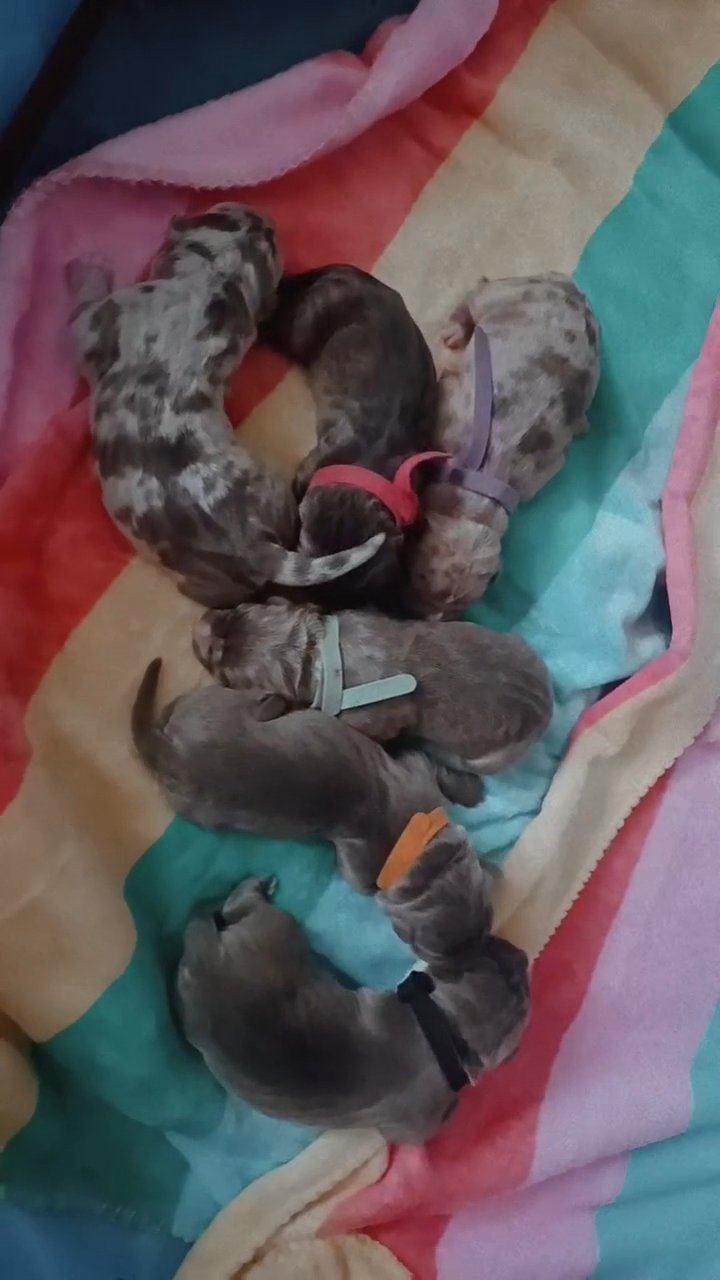 Exotic Puppies Available