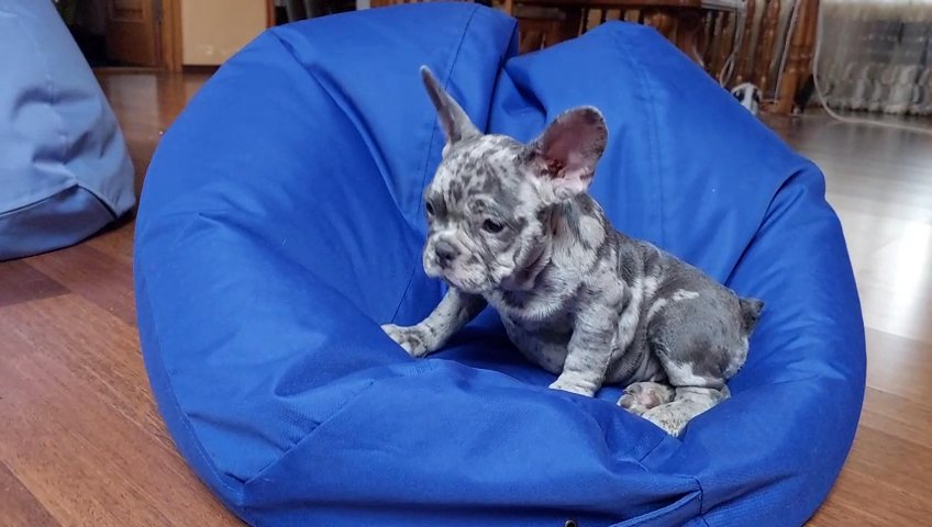 Frenchie Merle female puppy