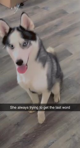Siberian husky