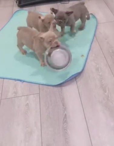 Frenchies puppies