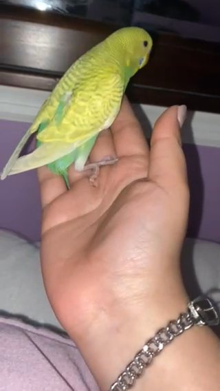 Parakeets green/blue/yellow