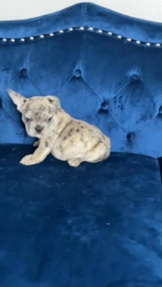 “SNOOP” - TRI MERLE MALE FRENCHIE