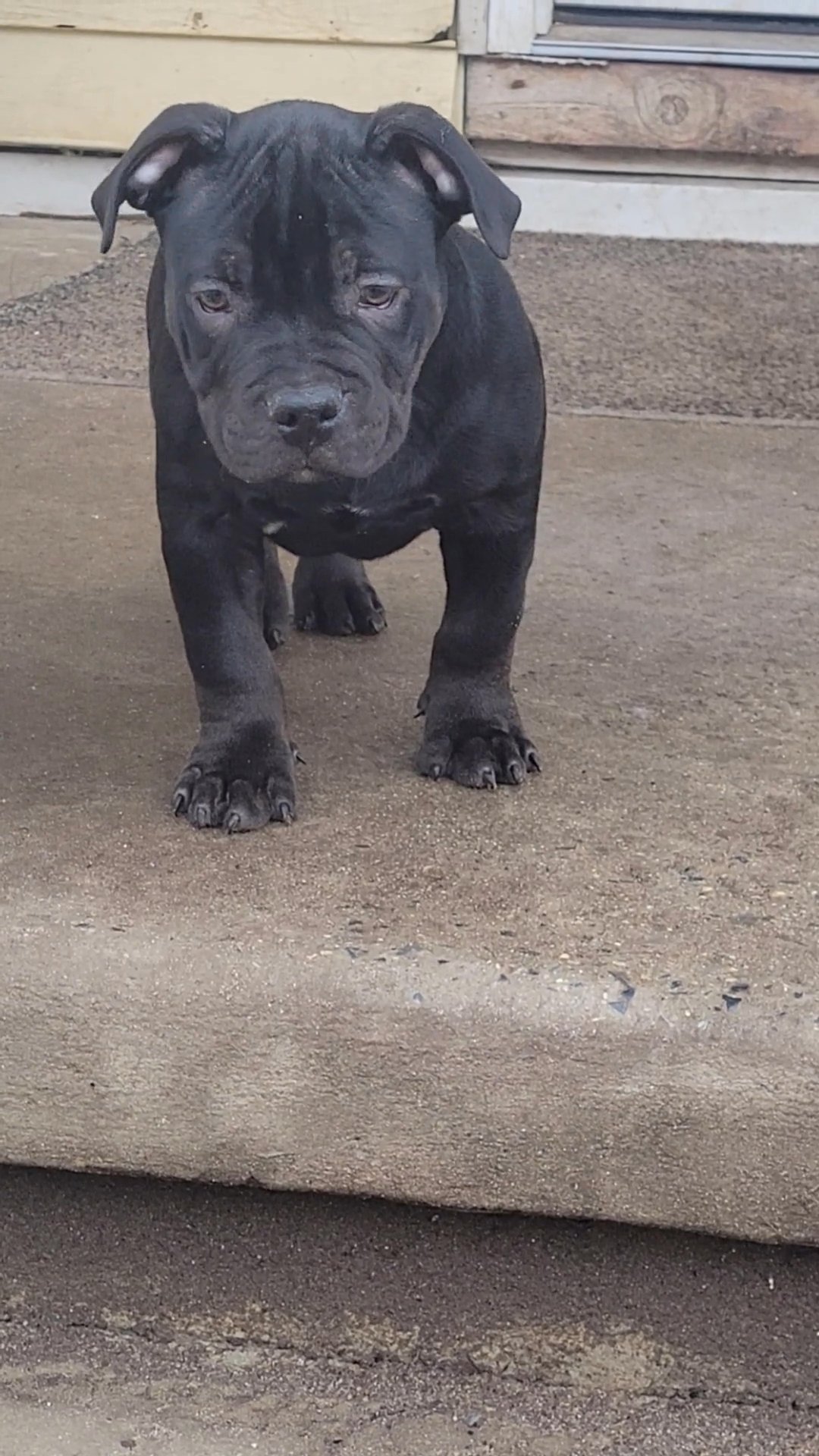 American bully