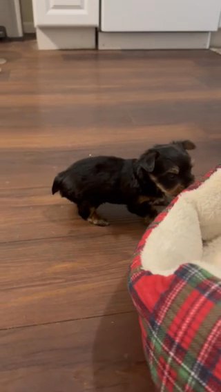 AKC yorkie Female Traditional Colored in Denver, Colorado