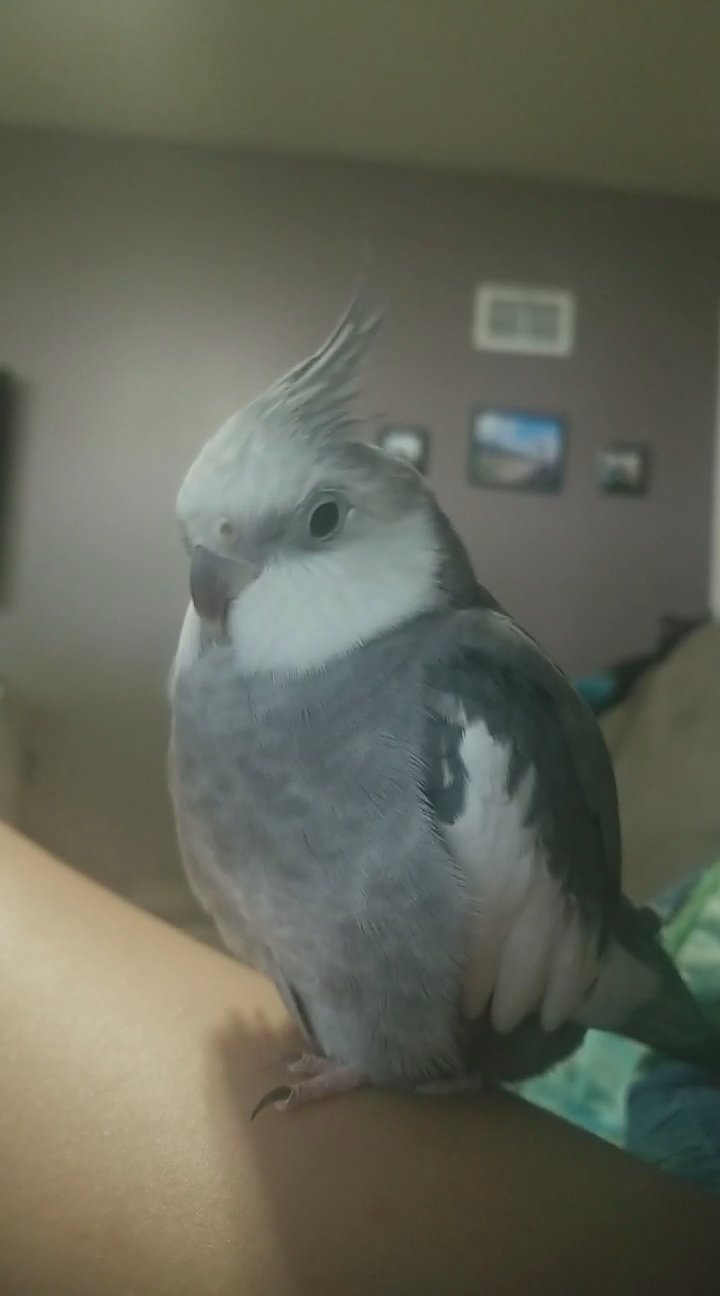 Gray cockatiel and cage