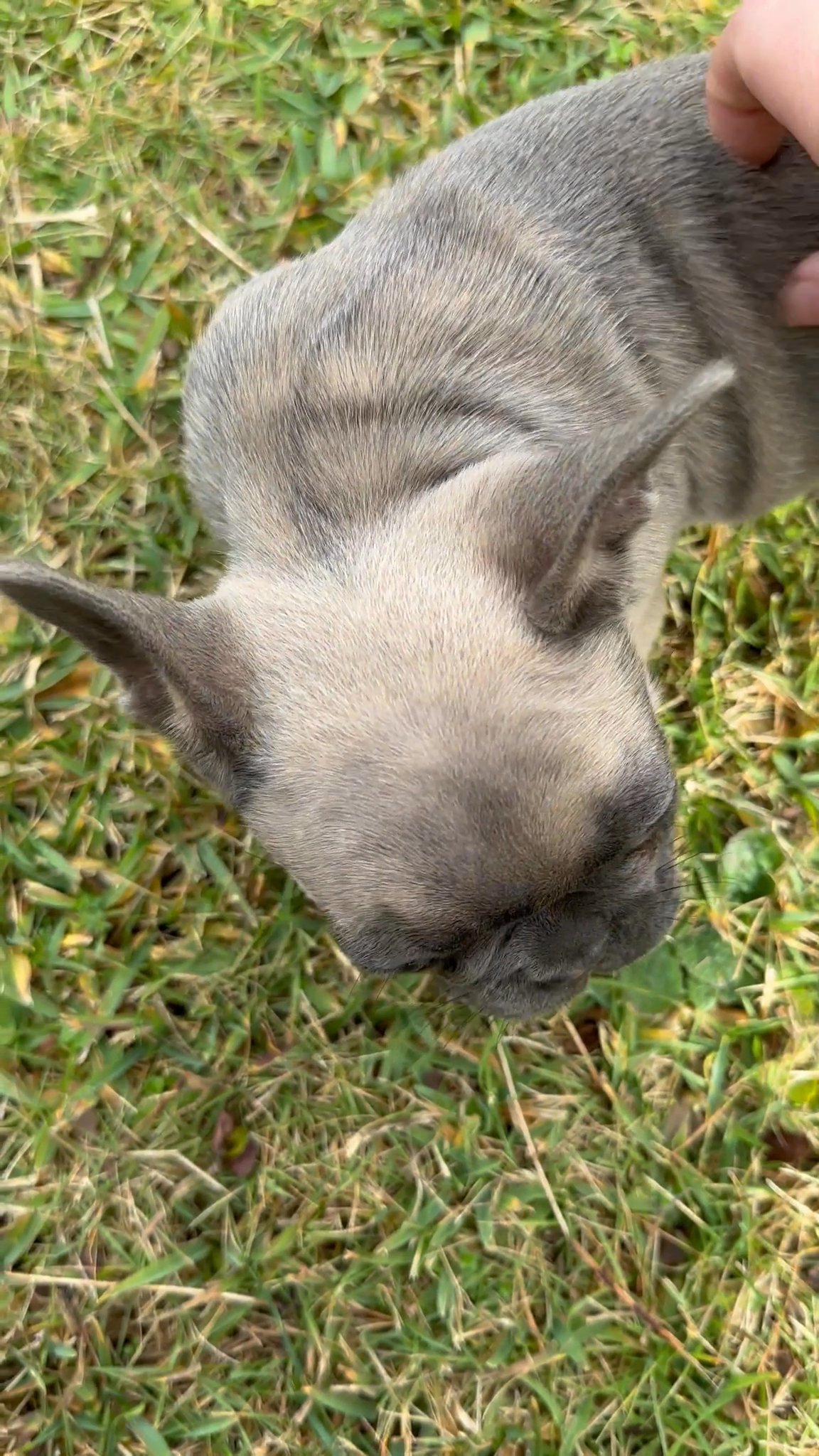 French Bulldog puppies - ready now