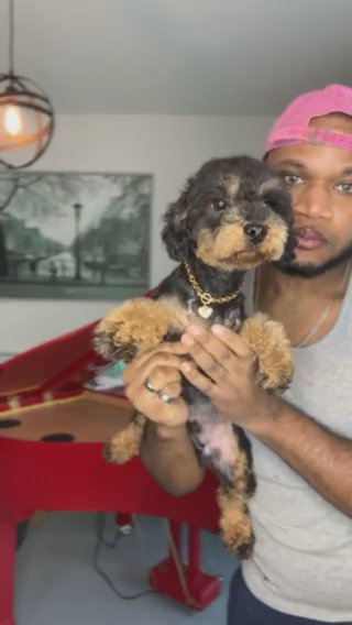 AKC Phantom Toy Poodle (Hero) in Dallas, Texas