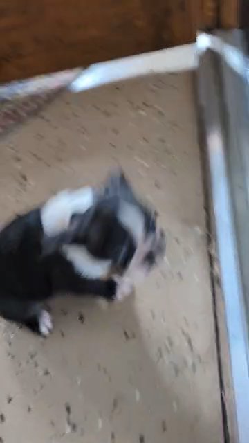 Cassie (Boston Terrier) in Goshen, Indiana