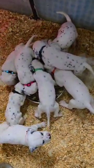 Bastian, Male Dalmatian in Lebanon, Ohio