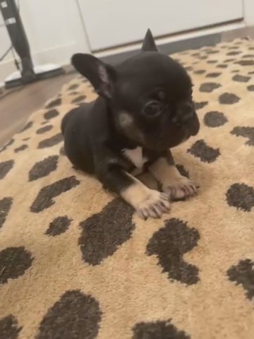 Black N Tan French Bulldog in Atlanta, Georgia