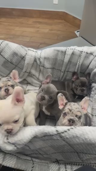 Platinum Girl French Bulldog in Atlanta, Georgia