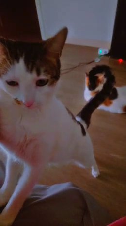 Brother & Sister Cat Pair in Los Angeles, California