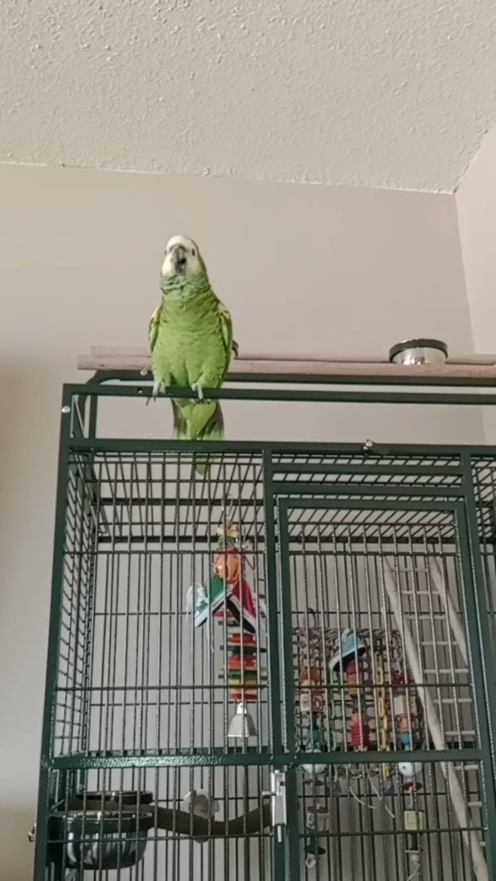 Amazon parrot for sale