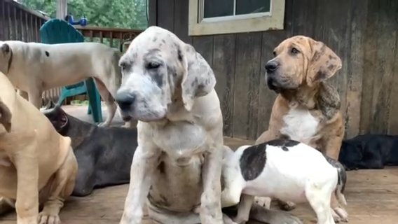 Merle Mastiff puppies available!!